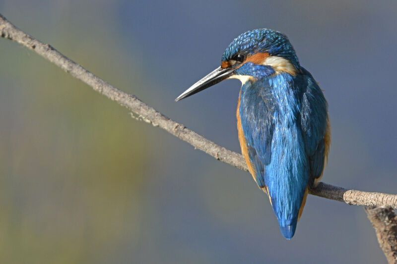 Common Kingfisher male adult, identification