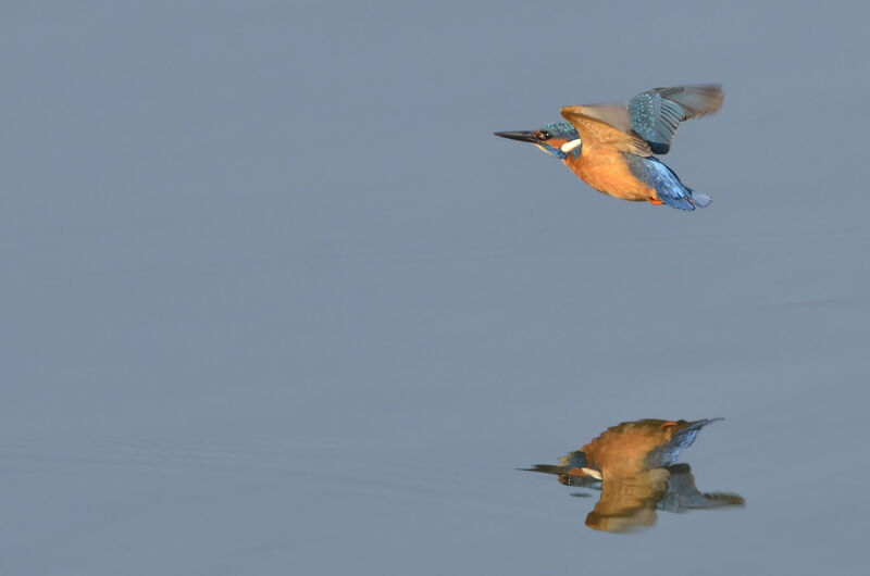Common Kingfisher, Flight