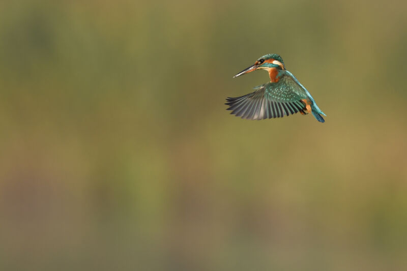 Common Kingfisher female, Flight