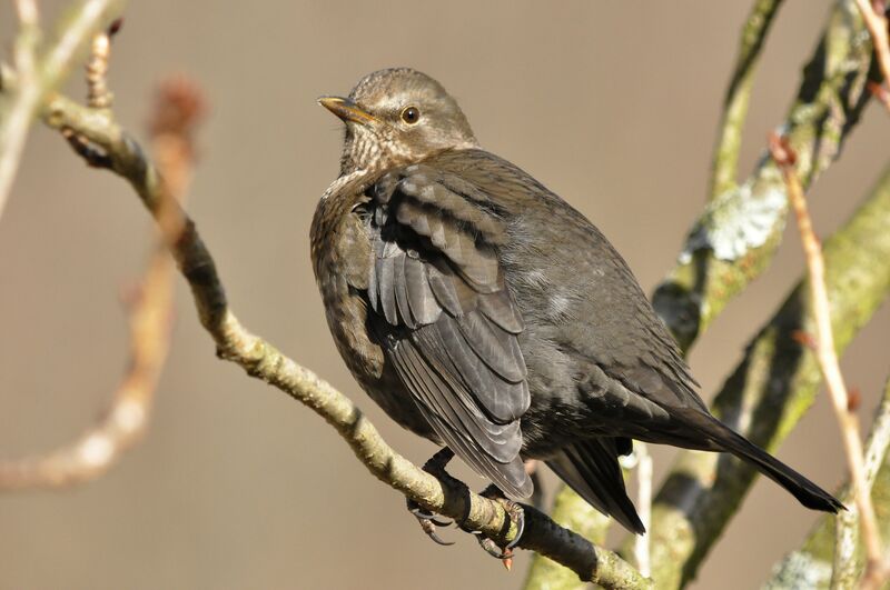Common Blackbird female adult, identification
