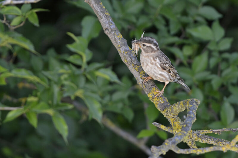 Rock Sparrowadult, Reproduction-nesting