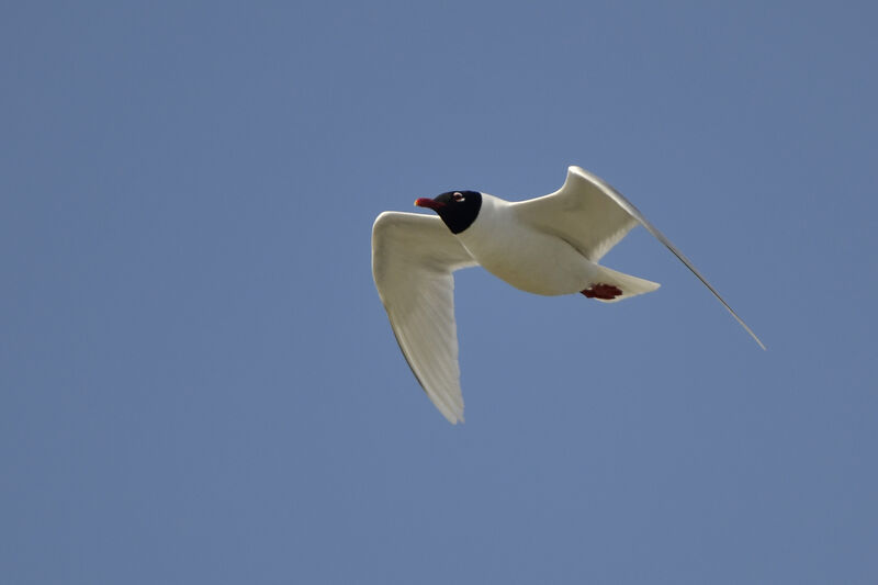 Mediterranean Gulladult breeding, Flight