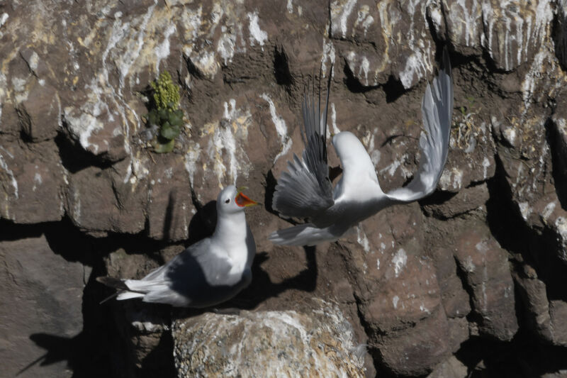Mouette tridactyleadulte nuptial