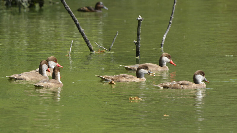 Red-crested Pochardadult post breeding, swimming