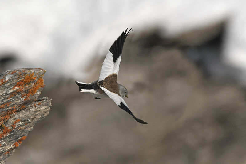 White-winged Snowfinchadult post breeding, Flight