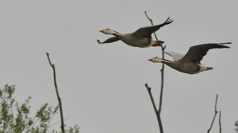 Bar-headed Goose, Flight
