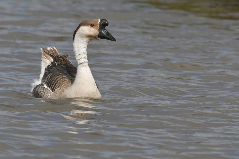Swan Goose, identification