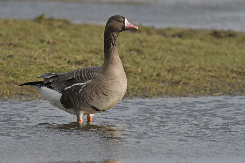 Greater White-fronted Gooseadult, identification