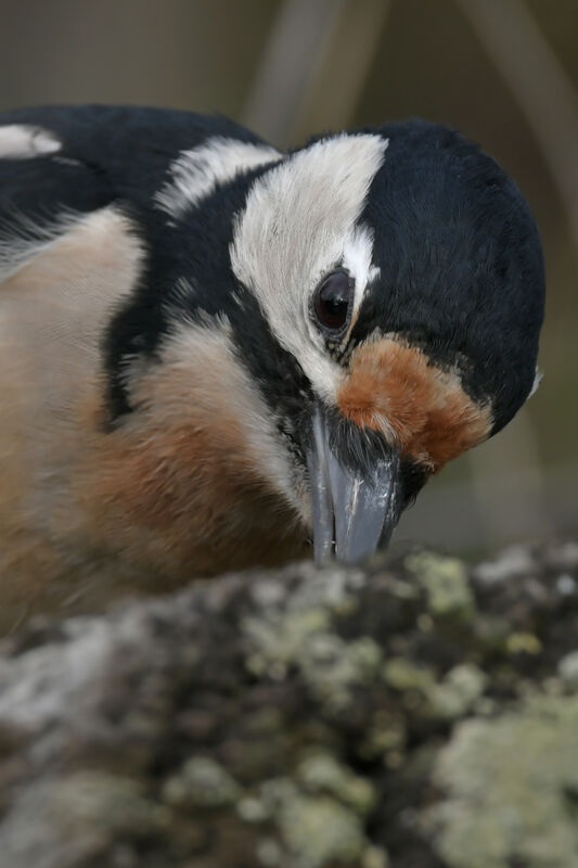 Great Spotted Woodpecker female adult, close-up portrait