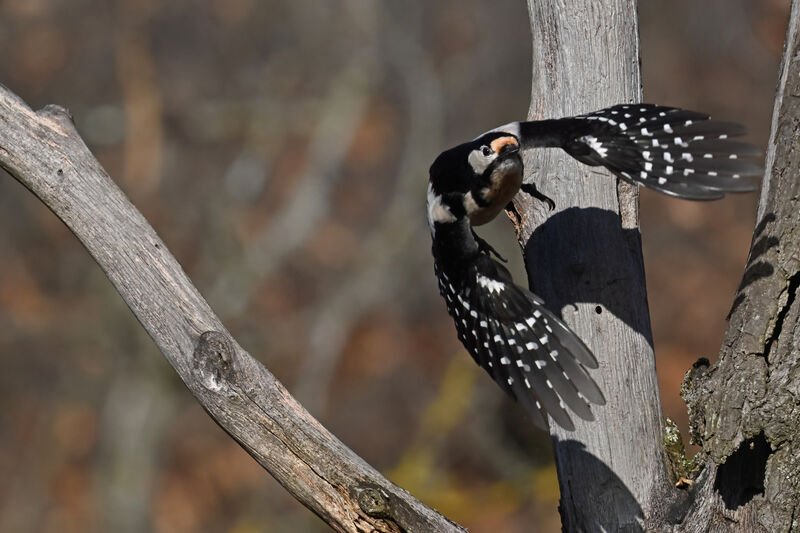 Great Spotted Woodpecker female adult, Flight