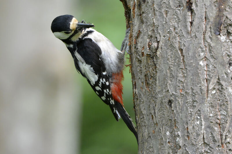 Great Spotted Woodpecker female adult, Behaviour