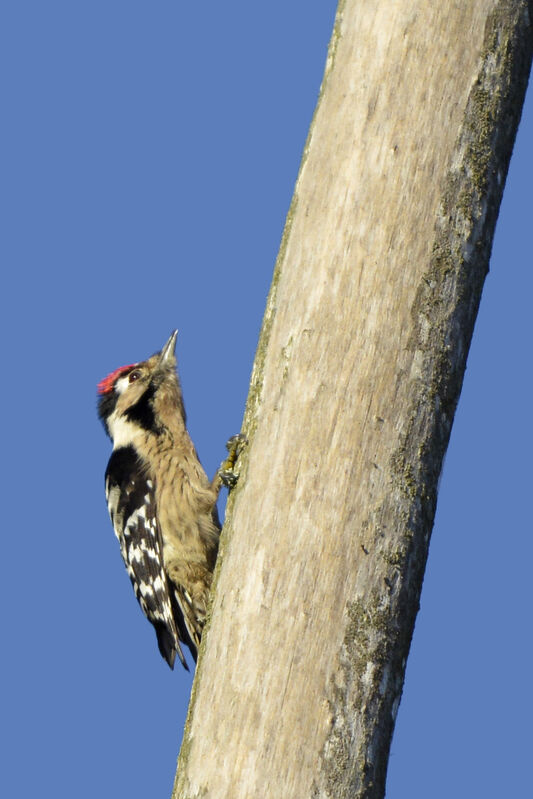 Lesser Spotted Woodpeckeradult, identification