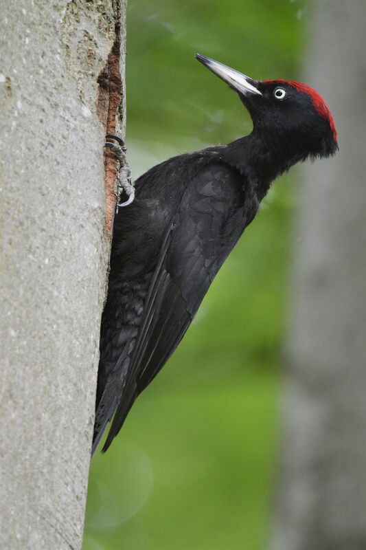 Black Woodpecker male adult, close-up portrait