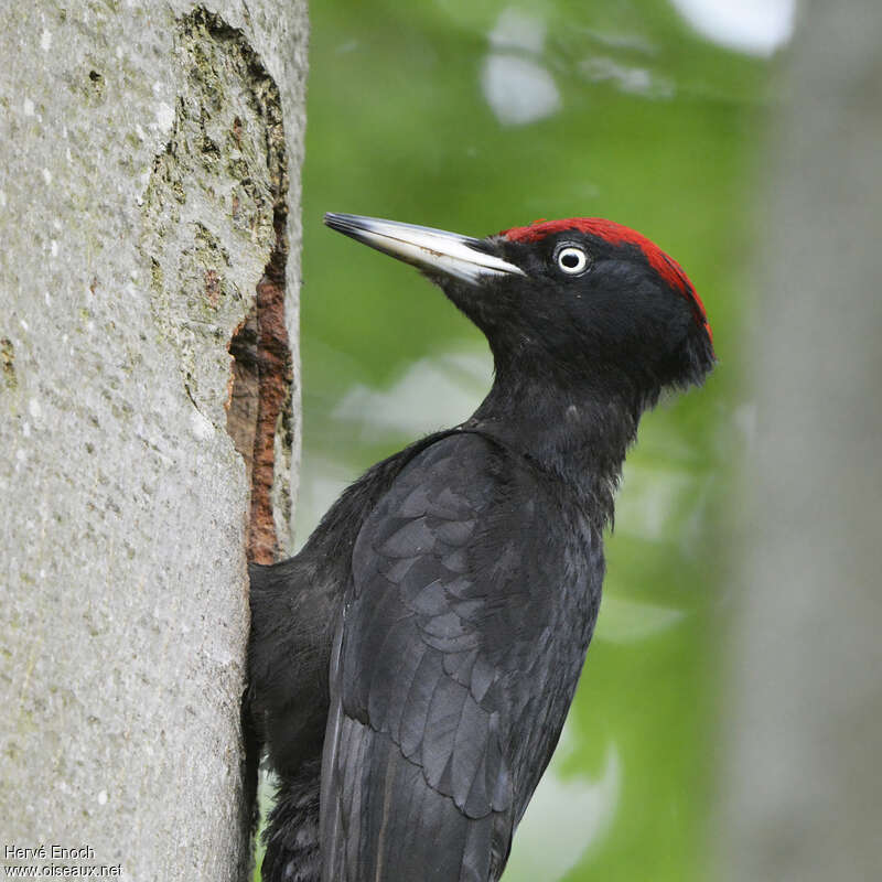 Black Woodpecker male adult, close-up portrait