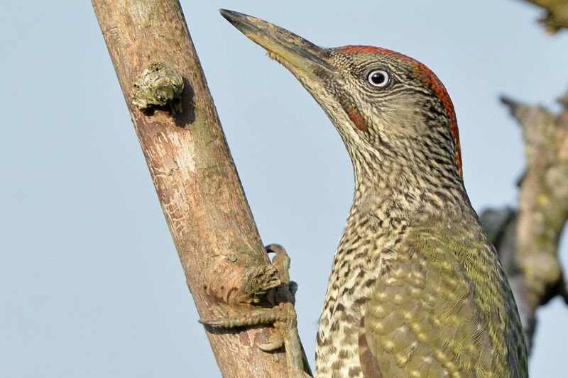 European Green Woodpeckerjuvenile