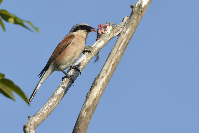 Red-backed Shrike male adult, Behaviour