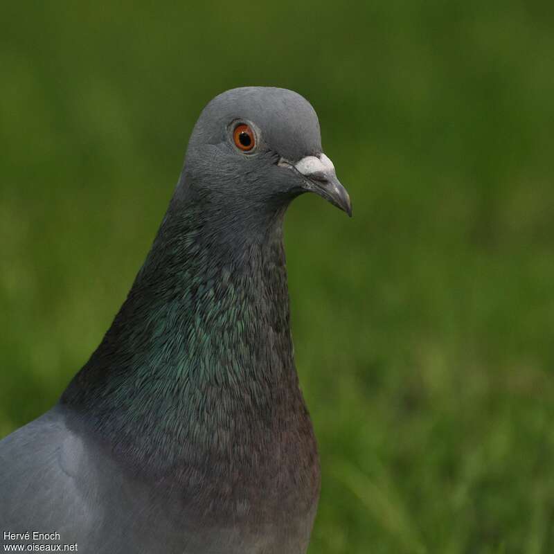 Pigeon bisetadulte, portrait