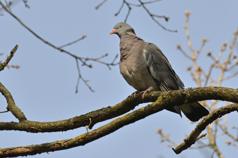 Common Wood Pigeon, identification