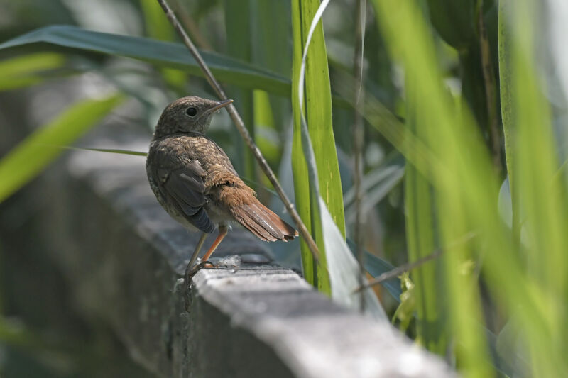 Common Nightingalejuvenile, identification