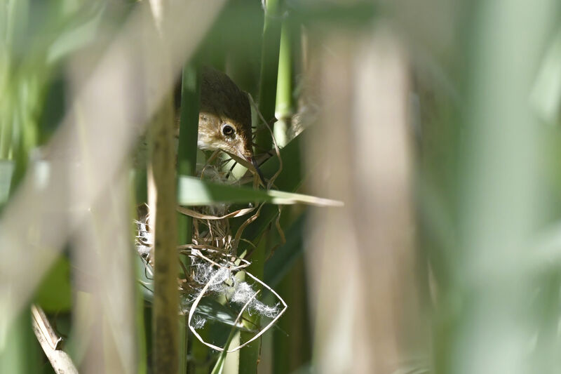 Eurasian Reed Warbler female adult, Reproduction-nesting