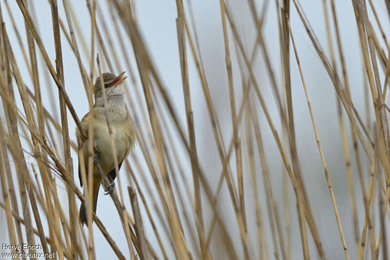 Great Reed Warbler male adult, habitat, song