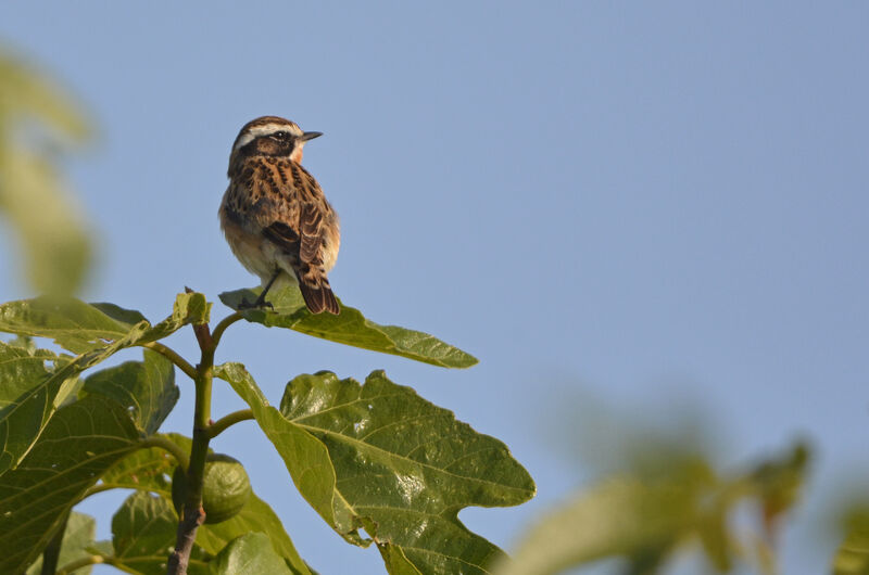 Whinchat male adult