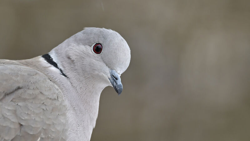 Eurasian Collared Doveadult, close-up portrait