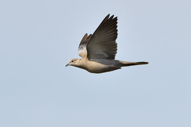 Eurasian Collared Dove, Flight