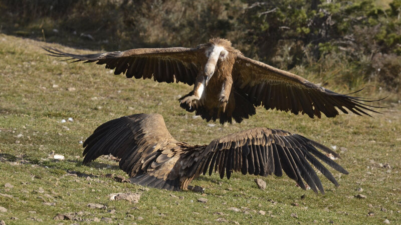 Griffon Vulture, Behaviour