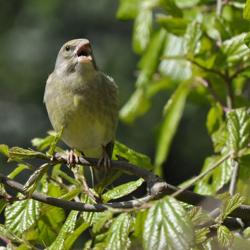 European Greenfinch, song