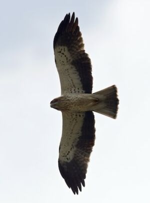 Booted Eagle