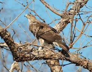 Bonelli's Eagle
