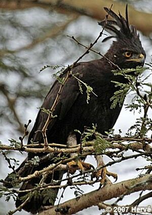 Aigle huppard