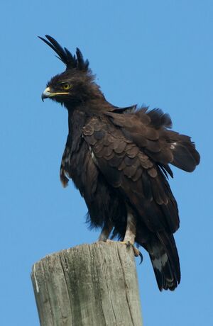 Long-crested Eagle