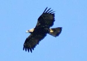 Aigle ib�rique