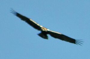 Aigle ib�rique