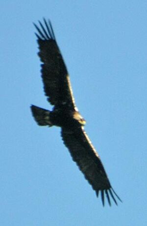 Aigle ib�rique