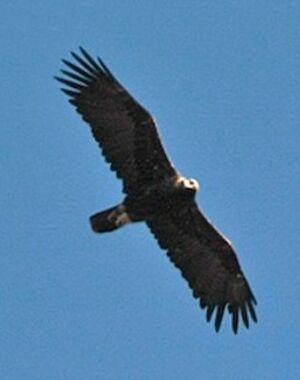 Eastern Imperial Eagle 
&copy; Herv� Michel
