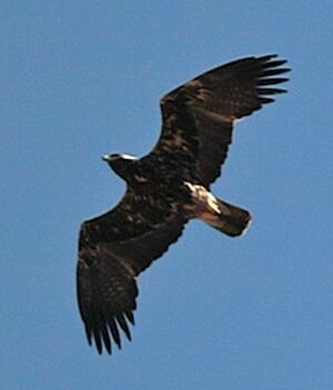 Eastern Imperial Eagle 
&copy; Herv� Michel