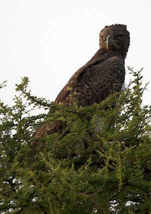 Martial Eagle