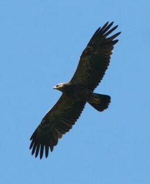 Lesser Spotted Eagle 
&copy; Herv� Michel