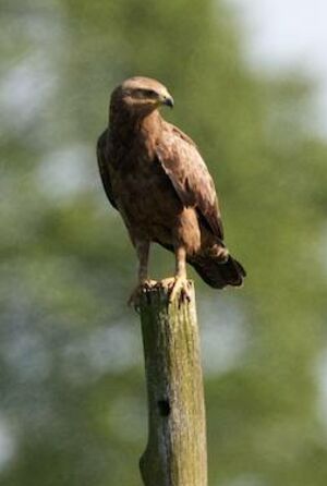 Lesser Spotted Eagle 
&copy; Herv� Michel