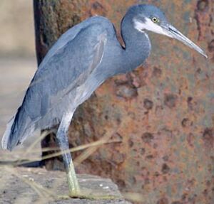 Aigrette des récifs