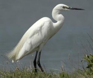 Aigrette garzette