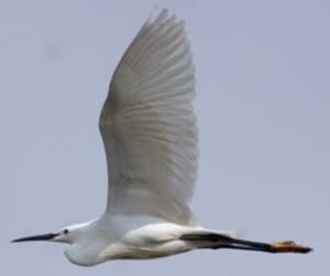 Aigrette garzette