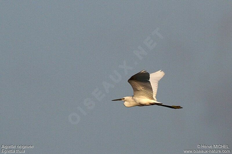 Snowy Egret, Flight