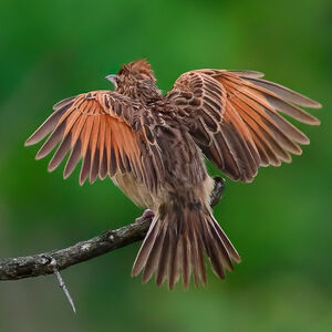 Rufous-naped Lark
