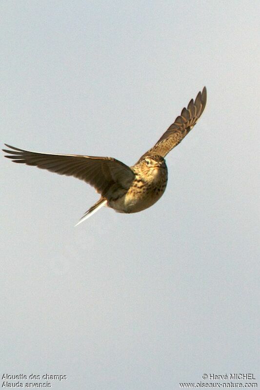 Eurasian Skylarkadult, Flight