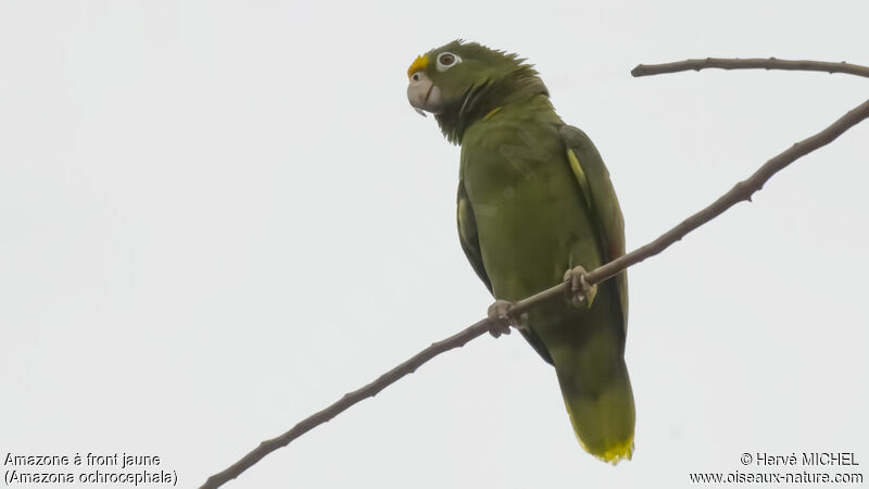 Yellow-crowned Amazonadult