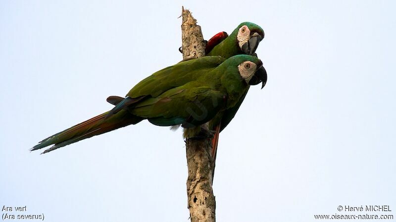 Chestnut-fronted Macaw 